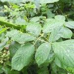 Rubus polyanthemus Lehti