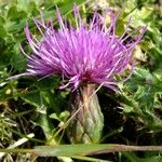 Cirsium acaulon फूल