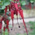 Ribes speciosum പുഷ്പം