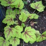 Heuchera americana 葉