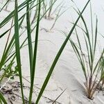 Calamagrostis breviligulata Folio