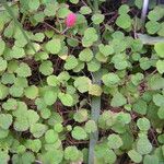 Fuchsia procumbens List