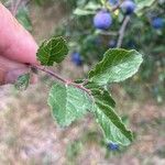 Prunus spinosa Leaf