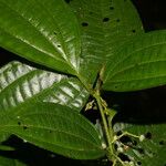 Miconia rubescens List