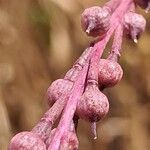 Myagrum perfoliatum Vaisius