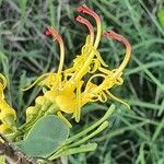 Plicosepalus sagittifolius Virág