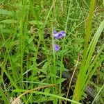 Scutellaria galericulata Hábito