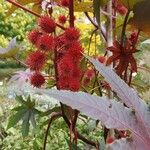 Ricinus communisPlod