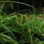 Carex pseudocyperus ഫലം