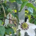 Clematis florida Kvet