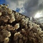 Clematis lasiantha Fruto
