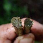 Dryopteris pentheri Sonstige