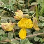 Rhynchosia minima Квітка
