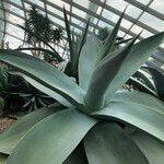 Agave guiengola Hábito