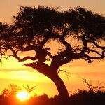 Vachellia nilotica Folha