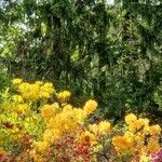 Rhododendron luteum عادت داشتن