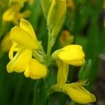 Genista sagittalis Цвят