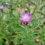 Centaurea nigraΛουλούδι