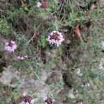 Thymus vulgaris ফুল