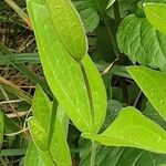 Clematis integrifolia Leht