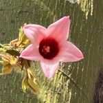 Brachychiton discolor Flower