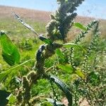 Amaranthus spinosus Foglia