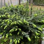 Cephalotaxus fortunei Habit