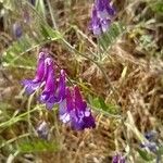 Vicia eriocarpa Blodyn