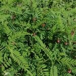 Indigofera suffruticosa Leaf