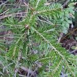 Abies balsamea 叶