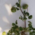 Medicago rigidula Mbuma