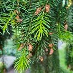 Picea omorika Hostoa