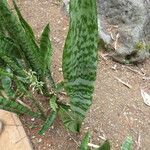 Sansevieria metallica Leaf