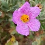 Cistus albidusKvět