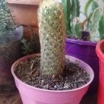 Mammillaria elongata Лист