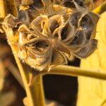 Abutilon pannosum Fruit