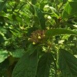 Clerodendrum capitatum Blatt