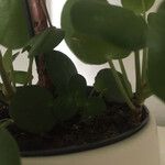 Pilea peperomioides Hostoa