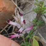 Fumaria munbyi Flower