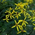 Senecio sarracenicusLeaf