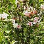 Weigela florida Çiçek