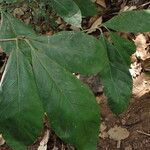 Rothmannia whitfieldii Leaf