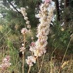 Eriogonum racemosum Flower