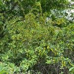 Berberis vulgaris Alkat (teljes növény)