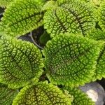 Pilea mollis Frunză