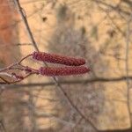 Alnus serrulata Flor