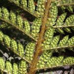 Polystichum sinense Leaf