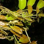 Lonchocarpus macrophyllus Hoja