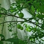 Prunus japonica 果実
