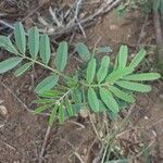 Indigofera arrecta Folha